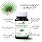 Saw Palmetto
